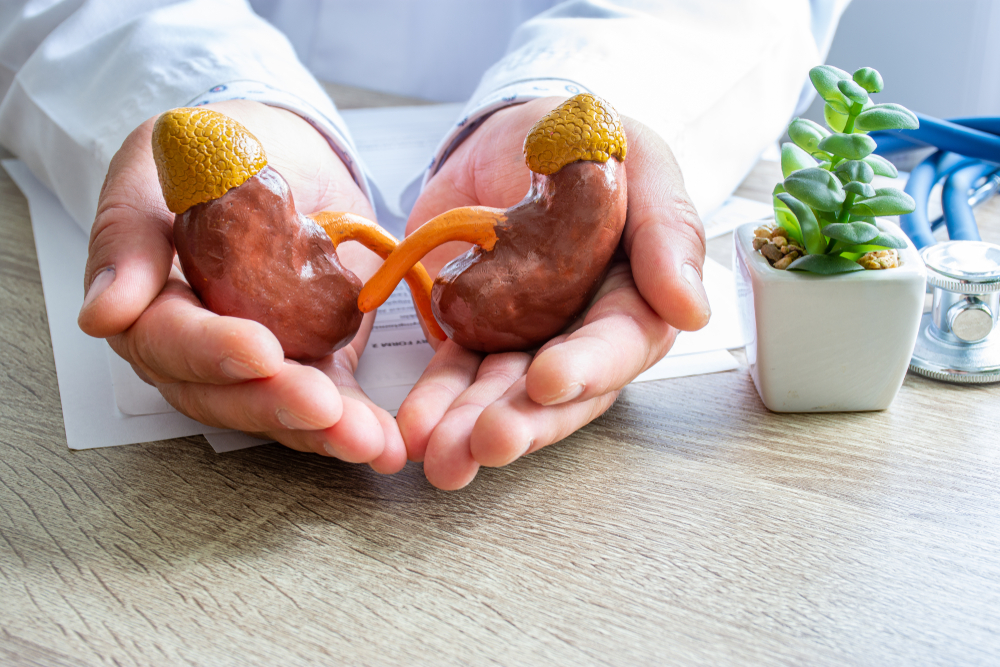 doctor holding 2 kidney models